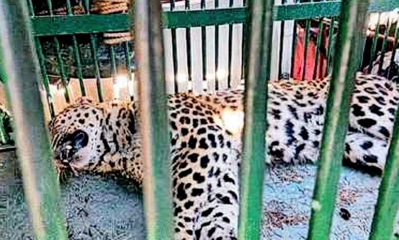 Screenshot_20251112-112919.Drive-1-780x470